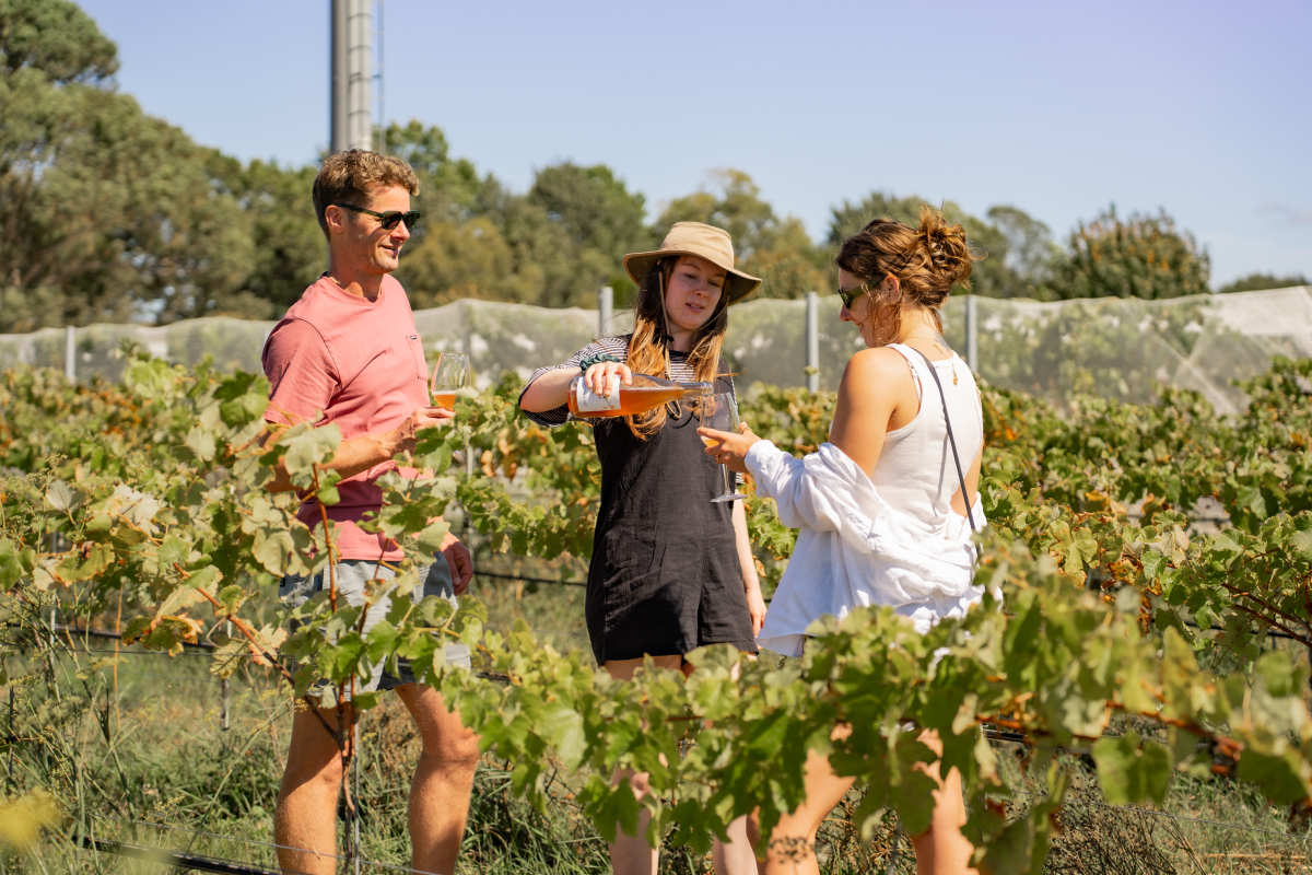 Guests walking through Martinborough vineyards on a guided wine-country day.